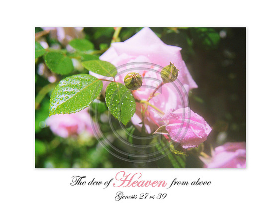~The dew of heaven from above~ Genesis 27 vs 39