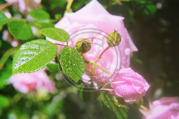 Dew of Roses