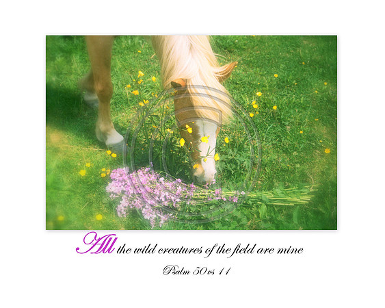 All the wild creatures of the field are mine ~ Psalm 50 vs 11