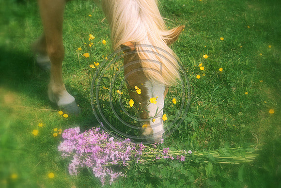 Horses and Buttercups