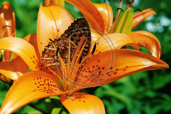 Tiger Lily Butterfly